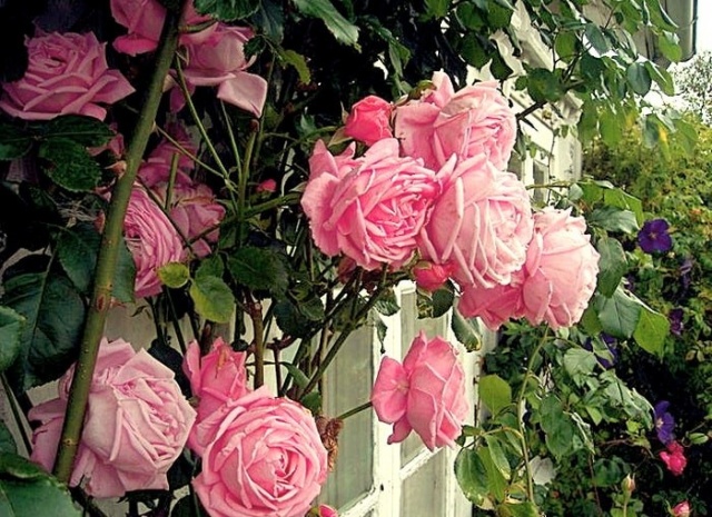 Плетистые Розы: Описание 20 Сортов, Посадка, Уход | 75 Фото